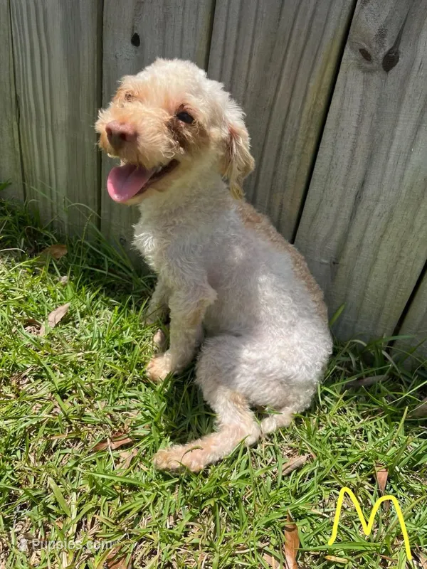 Monk Monk – Poodle - Toy  puppy for sale in Lumberton, MS