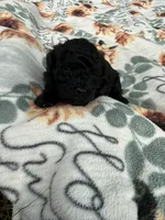 Chloe’s Girl, a female Poodle - Toy  for sale in Lumberton, MS – 4 of 6