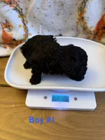 Chloe’s Boy#1, a male Poodle - Toy  for sale in Lumberton, MS – 2 of 5