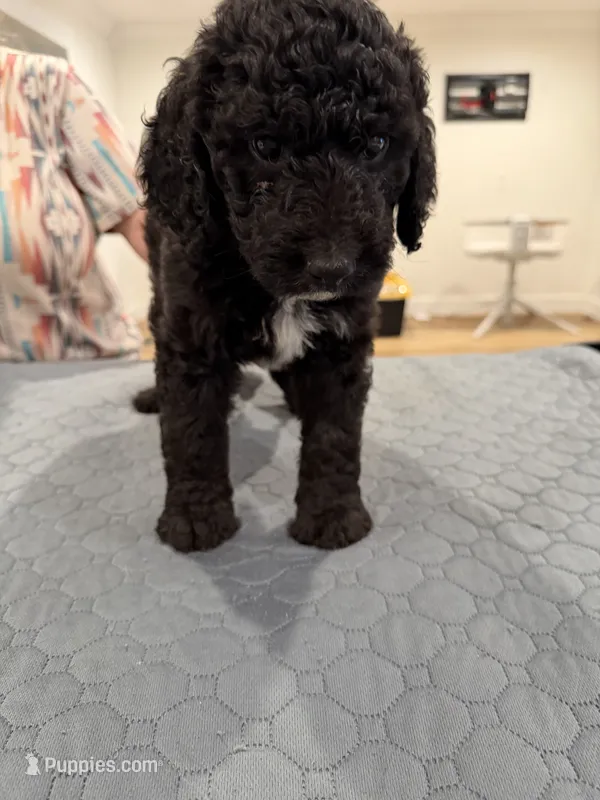 Yellow collar – Sheepadoodle puppy for sale in Knoxville, TN