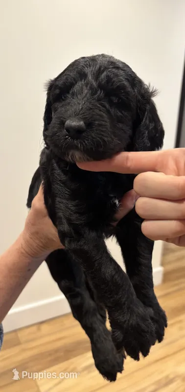 Blue collar – Sheepadoodle puppy for sale in Knoxville, TN