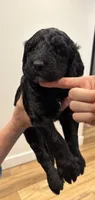 Blue collar, a male Sheepadoodle for sale in Knoxville, TN – 1 of 3