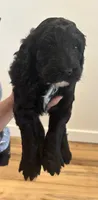 Red Collar, a male Sheepadoodle for sale in Knoxville, TN – 2 of 2