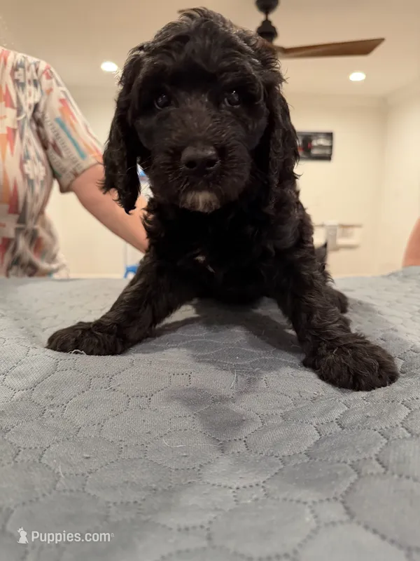 Red Collar – Sheepadoodle puppy for sale in Knoxville, TN