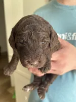 Brinkley, a female Sheepadoodle for sale in Santa Maria, CA – 2 of 5
