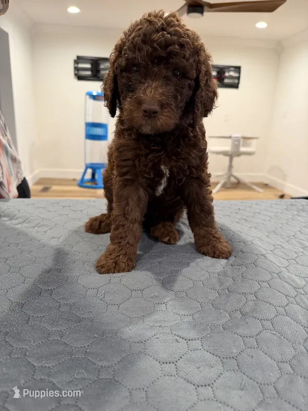 Chocolate girl – Sheepadoodle puppy for sale in Knoxville, TN