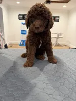 Chocolate girl F1B, a female Sheepadoodle for sale in Knoxville, TN – 1 of 4