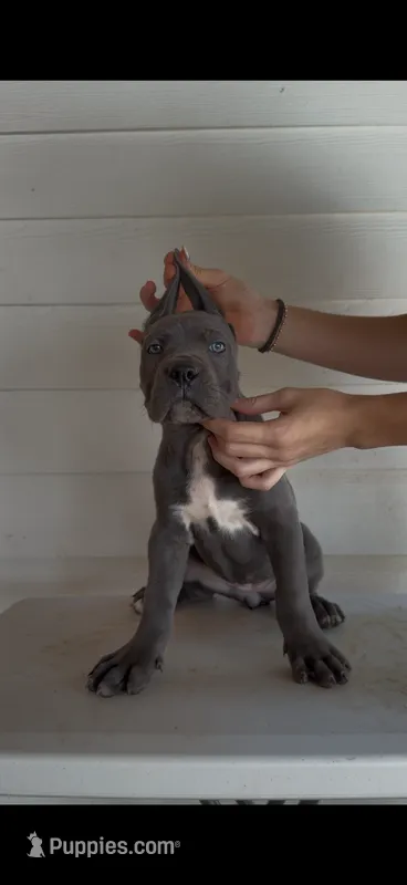 Grey girl – Cane Corso puppy for sale in Knoxville, TN