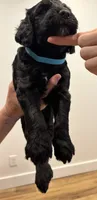 Blue collar, a male Sheepadoodle for sale in Knoxville, TN – 2 of 3