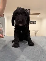 Blue collar F1B, a male Sheepadoodle for sale in Knoxville, TN – 1 of 4