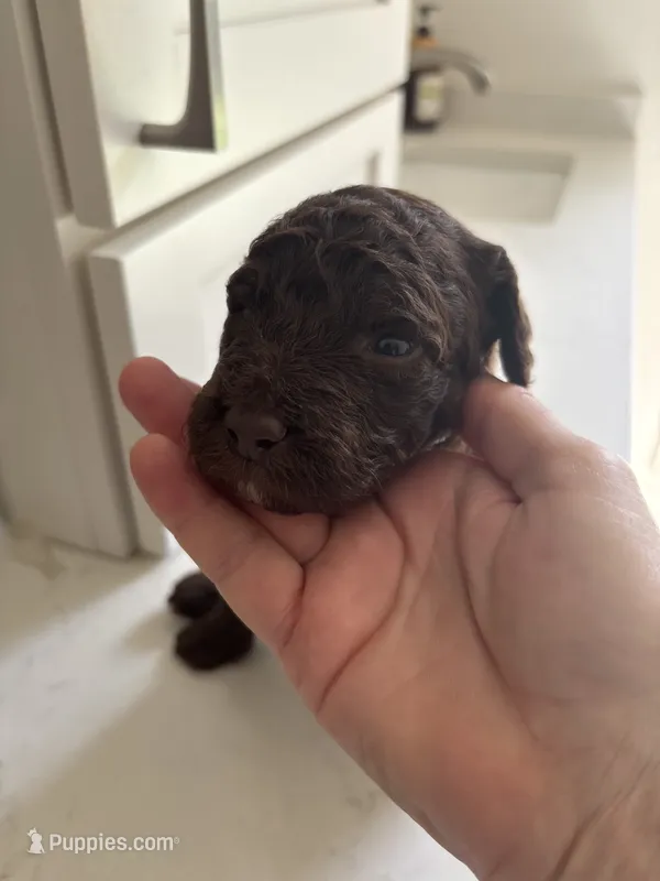 Brinkley, a female Sheepadoodle for sale in Santa Maria, CA – 1 of 5