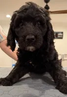 Carl F1B, a male Sheepadoodle for sale in Knoxville, TN – 1 of 4