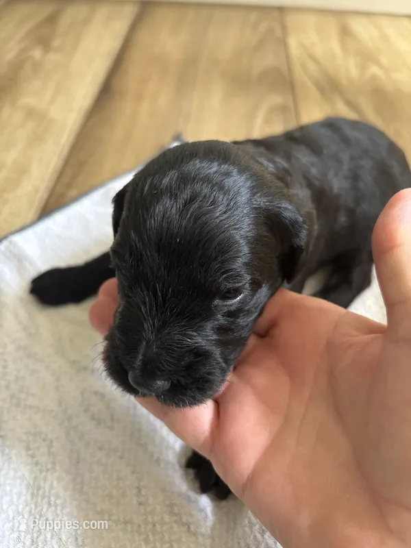 Carl, a male Sheepadoodle for sale in Santa Maria, CA – 1 of 3