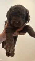 Chocolate girl, a female Sheepadoodle for sale in Knoxville, TN – 2 of 3