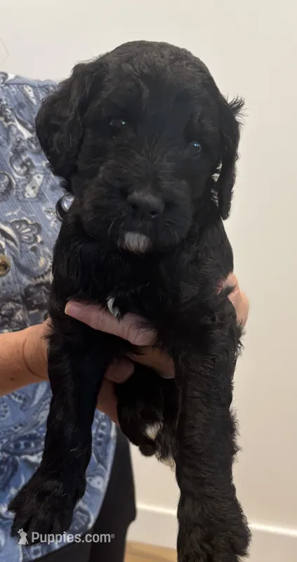 Yellow collar – Sheepadoodle puppy for sale in Knoxville, TN