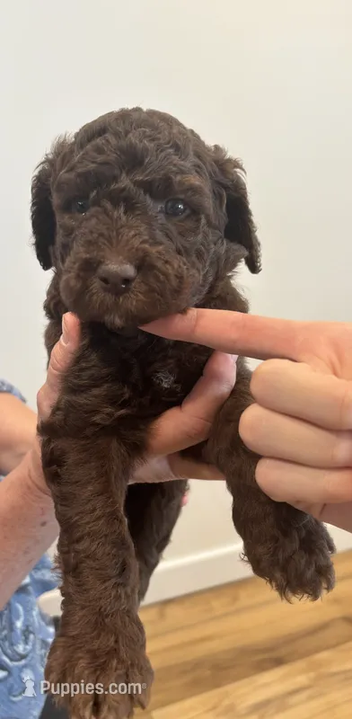 Chocolate girl – Sheepadoodle puppy for sale in Knoxville, TN