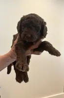 Chocolate girl, a female Sheepadoodle for sale in Knoxville, TN – 3 of 3