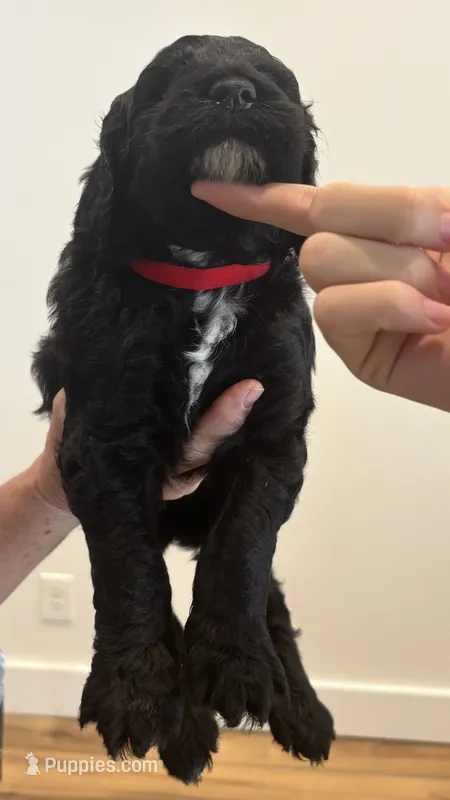 Red Collar – Sheepadoodle puppy for sale in Knoxville, TN
