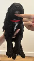 Red Collar, a male Sheepadoodle for sale in Knoxville, TN – 1 of 2