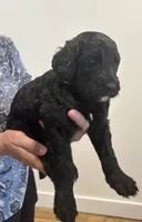 Blue collar, a male Sheepadoodle for sale in Knoxville, TN – 3 of 3