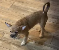 Suzi, a female Chihuahua and Shih Tzu for sale in Chandler, AZ – 2 of 3