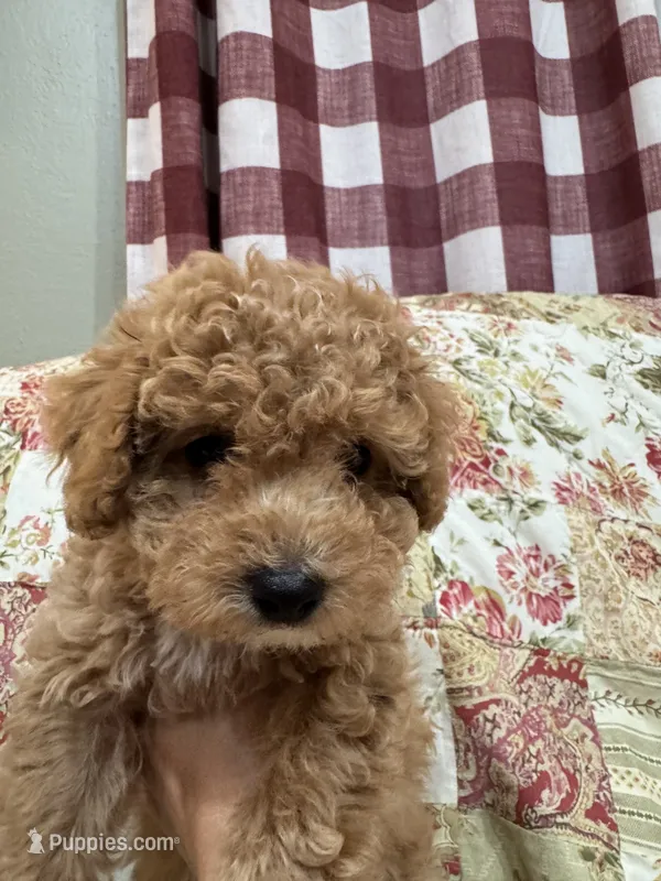Pickles – Poodle - Toy , Poodle - Miniature  puppy for sale in Hudson, WI