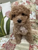 Pickles, a female Poodle - Toy  and Poodle - Miniature  for sale in Hudson, WI – 2 of 3