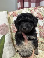 Black berry, a male Poodle - Toy  and Poodle - Miniature  for sale in Hudson, WI – 1 of 3