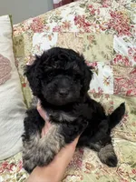 Black berry, a male Poodle - Toy  and Poodle - Miniature  for sale in Hudson, WI – 2 of 3