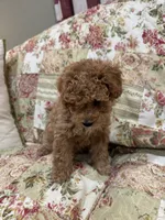 Pickles, a female Poodle - Toy  and Poodle - Miniature  for sale in Hudson, WI – 3 of 3