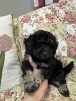 Black berry, a male Poodle - Toy  and Poodle - Miniature  for sale in Hudson, WI – 3 of 3