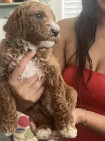 Peter, a male Goldendoodle for sale in Tucson, AZ – 6 of 6