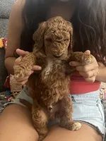 Tiffany, a female Goldendoodle for sale in Tucson, AZ – 5 of 5