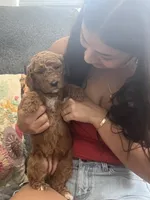 Tiffany, a female Goldendoodle for sale in Tucson, AZ – 3 of 5
