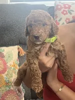 Penny, a female Goldendoodle for sale in Tucson, AZ – 4 of 7