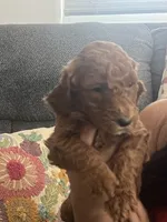 Penny, a female Goldendoodle for sale in Tucson, AZ – 7 of 7