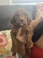Penny, a female Goldendoodle for sale in Tucson, AZ – 2 of 7