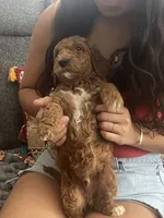 Conrad, a male Goldendoodle for sale in Vail, AZ – 3 of 4