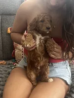 Conrad, a male Goldendoodle for sale in Vail, AZ – 2 of 4