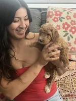 Blossom, a female Goldendoodle for sale in Tucson, AZ – 3 of 7