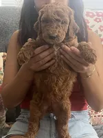 Penny, a female Goldendoodle for sale in Tucson, AZ – 3 of 7