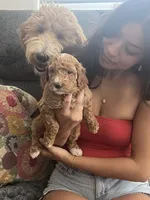 Blossom, a female Goldendoodle for sale in Tucson, AZ – 6 of 7