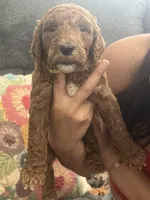 Penny, a female Goldendoodle for sale in Tucson, AZ – 5 of 7