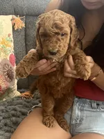 Penny, a female Goldendoodle for sale in Tucson, AZ – 6 of 7