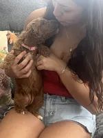 Tiffany, a female Goldendoodle for sale in Tucson, AZ – 2 of 5