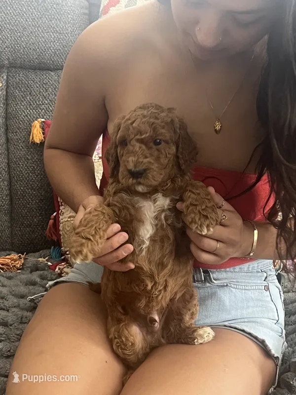 Conrad – Goldendoodle puppy for sale in Vail, AZ