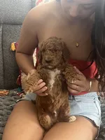 Conrad, a male Goldendoodle for sale in Vail, AZ – 1 of 4