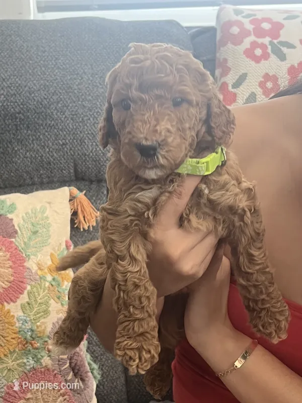 Penny – Goldendoodle puppy for sale in Tucson, AZ
