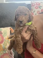 Penny, a female Goldendoodle for sale in Tucson, AZ – 1 of 7
