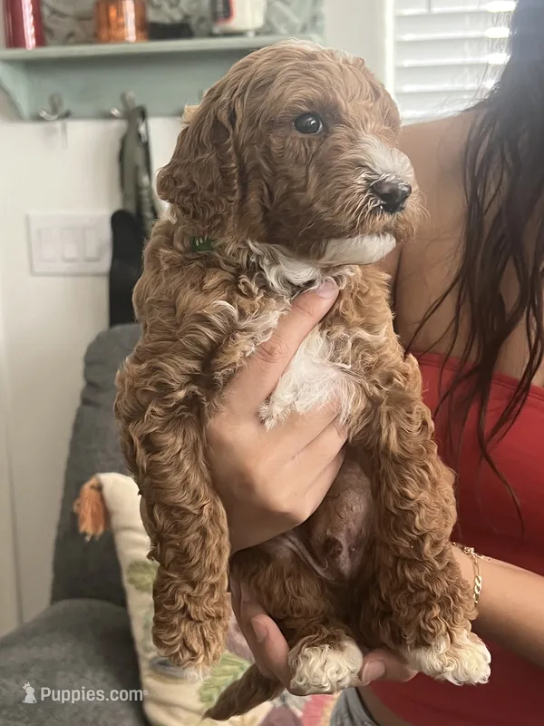 Peter – Goldendoodle puppy for sale in Tucson, AZ